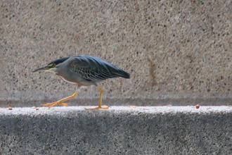 Striated Heron