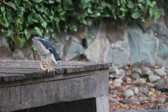 Black-crowned Night-heron