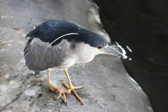 Black-crowned Night-heron