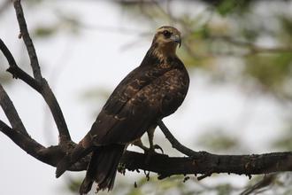 Snail Kite