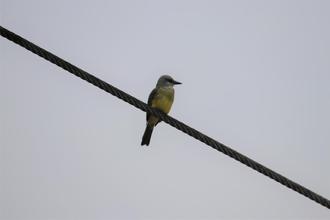Tropical Kingbird