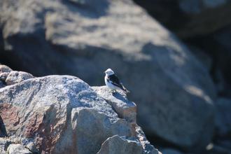 Snow bunting