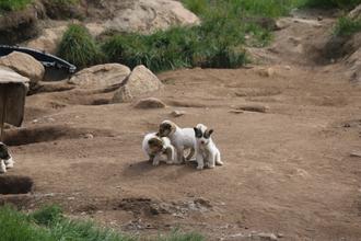 Husky puppies