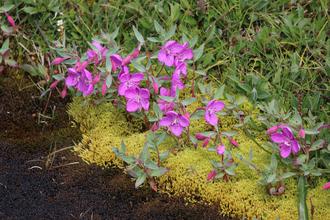 Brad leaved willowherb