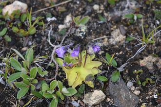Common butterwort