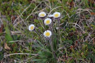 Dwarf fleabane