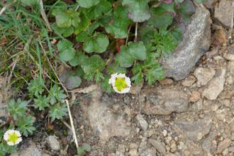 Glacier buttercup