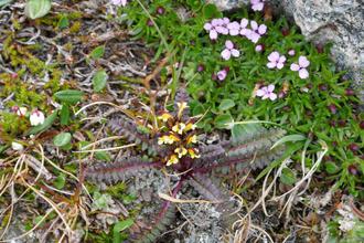 Flame tipped lousewort or Redrattle, Moss campion