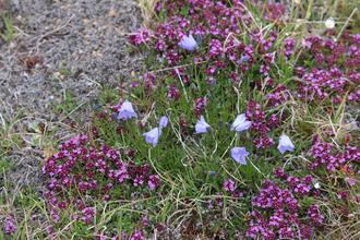 Harebells and wild thyme