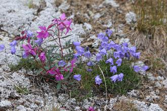 Willowherb and harebells