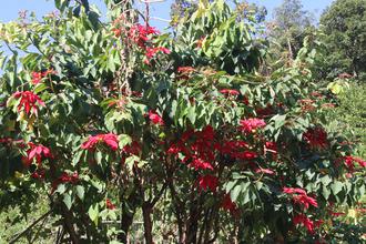 Poinsettia Tree