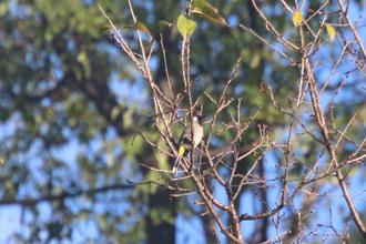 Himalayan Bulbul
