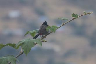 Red vented Bulbul