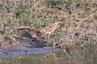 Cinnamon Bittern