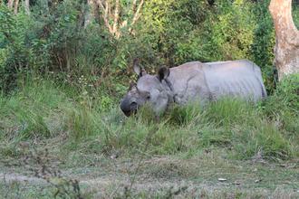 Rhinoceros