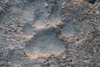Tiger footprint