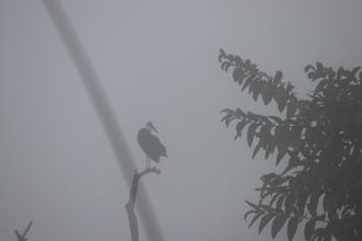 Woolly-necked Stork