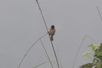 Stonechat