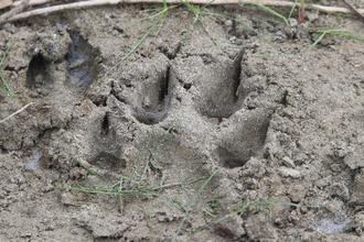 Tiger footprint