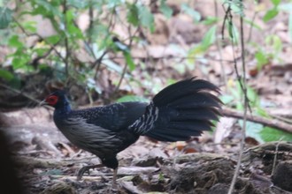 Kalij Pheasant