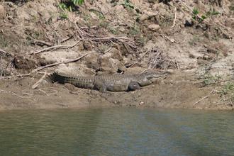 Mugger Crocodile