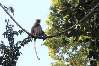 Langur Monkey