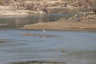 Grey Heron