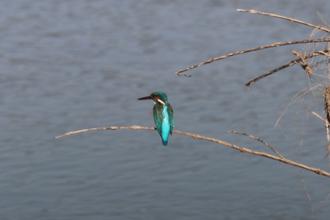 Common Kingfisher