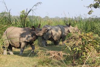 Rhinoceri