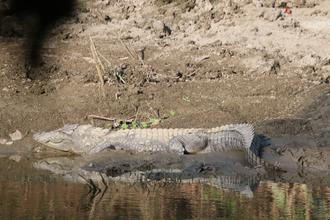 Mugger Crocodile 