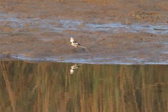 White Wagtail