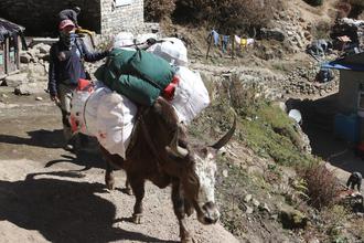 Zopkio carrying our luggage