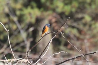 Rufous-bellied Nilava