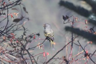 White-winged Grosbeak