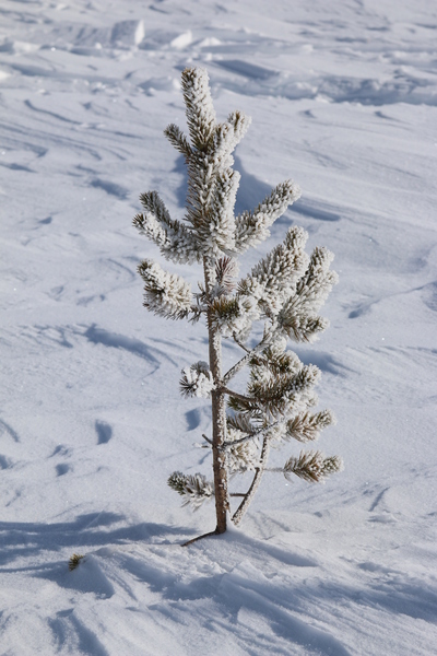 Small tree
