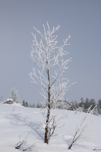 Frosty tree