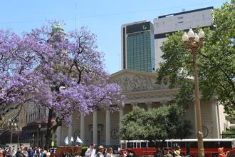 Jacaranda in Plaza de Mayo