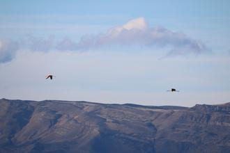 Flying Flamingos