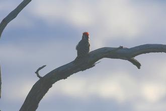 Striped Woodpecker