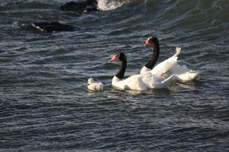 Black necked swans