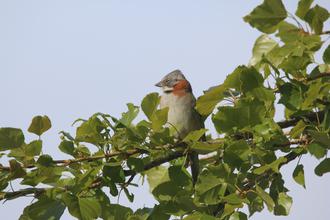 Rufous-collared sparrow