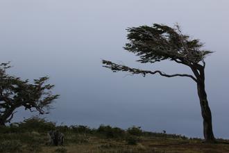 Wind blown tree