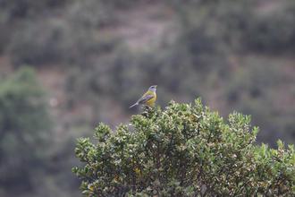 Peruvian Sierra Finch