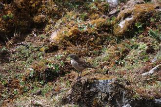 Bar-winged Cinclodes