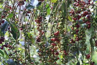 Coffee beans on the tree