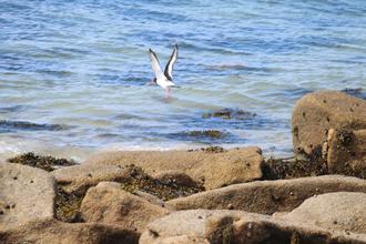 Oystercatcher taking off