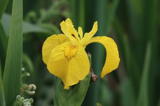 Yellow Iris