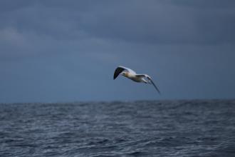 Flying Gannet