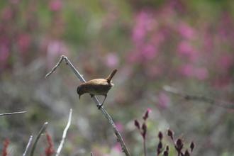Wren