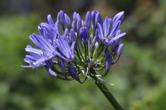 Agapanthus